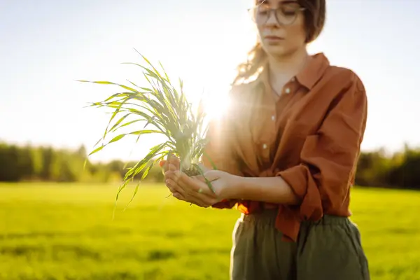 Mladá Žena Farmářka Pšeničném Poli Zkoumá Výhonky Pšenice Agronom Kontroluje — Stock fotografie