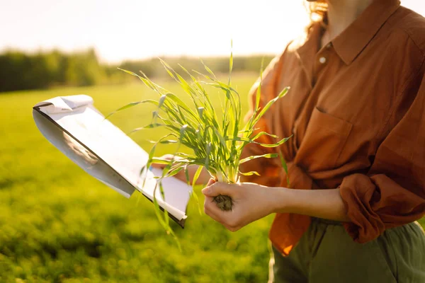 stock image Young woman farmer in a wheat field examines wheat sprouts. An agronomist checks the quality of a wheat field with a clipboard in his hands on a sunny day. The concept of agriculture, gardening and ecology.