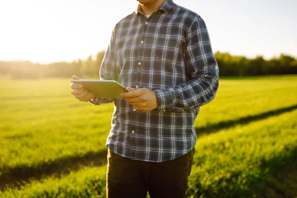 Jonge Boer Een Groen Tarweveld Met Een Tablet Zijn Handen — Stockfoto