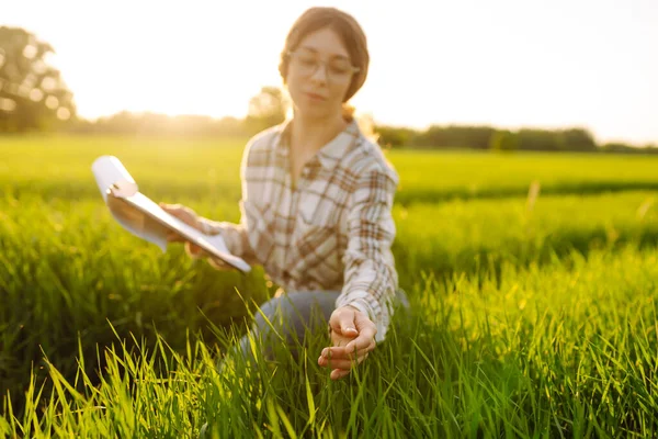 Mladé Farmářky Studují Tabletou Mladou Pšenici Poli Farmář Dotkne Pšeničných — Stock fotografie