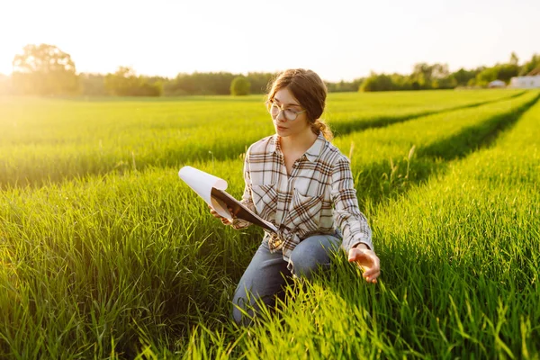 Mladé Farmářky Studují Tabletou Mladou Pšenici Poli Farmář Dotkne Pšeničných — Stock fotografie