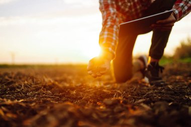 Çiftçinin elleri toprağı toplar ve ekini yetiştirmeden önce sağlığını kontrol eder. Tarım, iş ve bahçıvanlık kavramı.