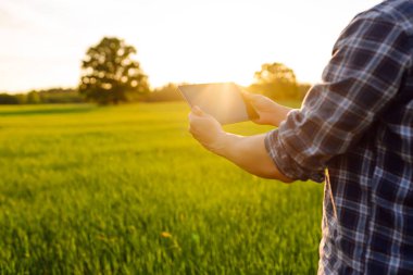 Dijital tabletle genç bir çiftçinin ellerinde, yeşil bir tarladaki buğday yetiştirme kalitesini kontrol ediyorlar. Cömert hasat. Çiftlik kavramı.