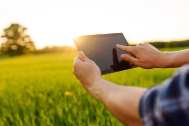 Dijital tabletle genç bir çiftçinin ellerinde, yeşil bir tarladaki buğday yetiştirme kalitesini kontrol ediyorlar. Cömert hasat. Çiftlik kavramı.