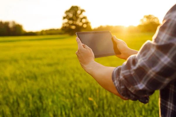 Dijital Tabletle Genç Bir Çiftçinin Ellerinde Yeşil Bir Tarladaki Buğday — Stok fotoğraf