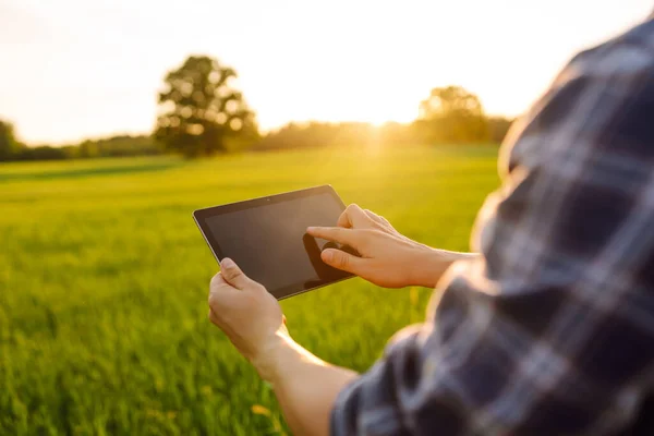 Dijital Tabletle Genç Bir Çiftçinin Ellerinde Yeşil Bir Tarladaki Buğday — Stok fotoğraf