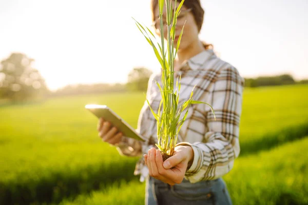 Buğday Çiftliğinin Sahibi Kadın Dijital Tablet Uygulaması Ile Buğday Kalitesini — Stok fotoğraf