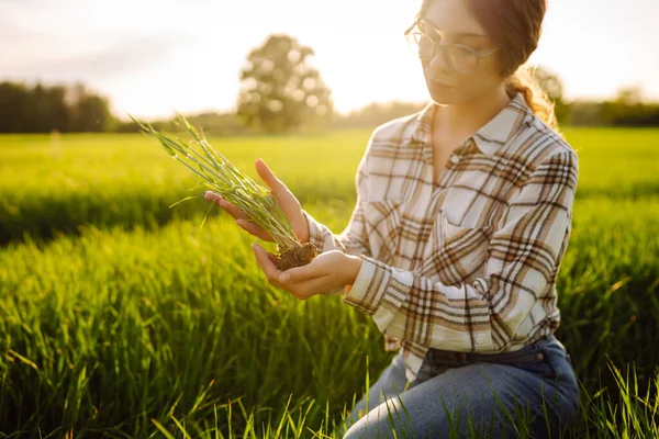 Stock image Woman owner of a wheat farm checks quality of wheat through an application on digital tablet. Agronomist in wheat field with wheat sprouts in his hands. Business, agriculture concept.