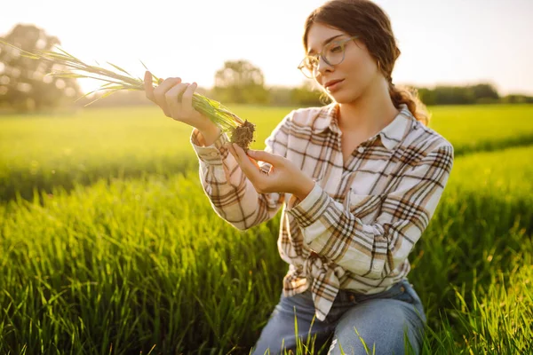 Die Inhaberin Einer Weizenfarm Überprüft Die Weizenqualität Durch Eine Anwendung — Stockfoto