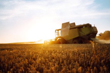 Hasat hasatçısı olgunlaşmış buğday topluyor. Mavi gökyüzüne karşı altın tarlanın olgun kulakları. Zengin hasat kavramı. 