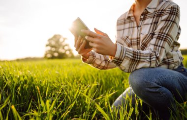 Hasatı kontrol etmek için genç bir çiftçinin elindeki dijital tablet. Akıllı çiftlik. Çiftçi mahsulün kalitesini inceler. Tarım kavramı.