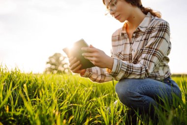 Hasatı kontrol etmek için genç bir çiftçinin elindeki dijital tablet. Akıllı çiftlik. Çiftçi mahsulün kalitesini inceler. Tarım kavramı.