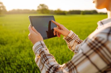 Hasatı kontrol etmek için genç bir çiftçinin elindeki dijital tablet. Akıllı çiftlik. Çiftçi mahsulün kalitesini inceler. Tarım kavramı.