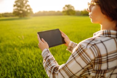 Hasatı kontrol etmek için genç bir çiftçinin elindeki dijital tablet. Akıllı çiftlik. Çiftçi mahsulün kalitesini inceler. Tarım kavramı.