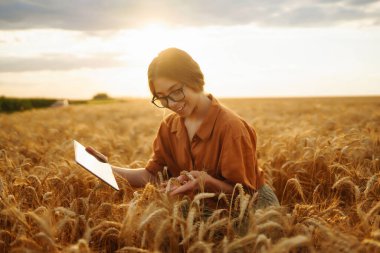 Elinde bir buğday tarlasında dijital tabletle genç bir kadın çiftçi gün batımında mahsulün kalitesini ve büyümesini kontrol ediyor. Akıllı çiftlik. Hasat. Tarım kavramı.