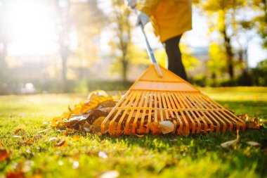 Düşmüş yaprak koleksiyonu. Sonbahar parkında çimenlikteki çimlerden sonbahar yaprakları topluyorum. Düşen yaprakları tırmıkla temizlemek. Gönüllü olma, mevsimlik bahçıvanlık.