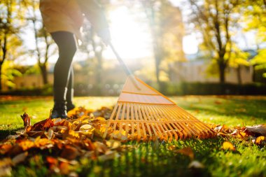 Düşmüş yaprak koleksiyonu. Sonbahar parkında çimenlikteki çimlerden sonbahar yaprakları topluyorum. Düşen yaprakları tırmıkla temizlemek. Gönüllü olma, mevsimlik bahçıvanlık.