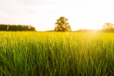 Genç yeşil buğdayın kırsal arazisi. Taze çimen tarlası büyüyor. Gün batımında tarlalarda yeşil buğday yetişiyor. Tarım, ekoloji, bahçıvanlık kavramı