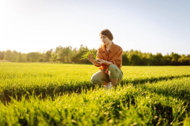 Tarım tarlalarının arka planında dişi çiftçinin elindeki genç bitki. Deneyimli bir kadın elinde taze lahanalar tutuyor, buğdayın kalitesini ve büyümesini kontrol ediyor. Tarım kavramı.