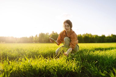 Tarım tarlalarının arka planında dişi çiftçinin elindeki genç bitki. Deneyimli bir kadın elinde taze lahanalar tutuyor, buğdayın kalitesini ve büyümesini kontrol ediyor. Tarım kavramı.