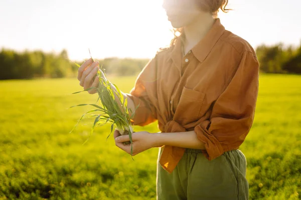 stock image Young plant in the hands of female farmer on background of agricultural fields. Experienced woman holds young sprouts in her hands, checks the quality and growth of wheat. Agriculture concept.