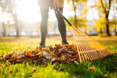 Sonbahar yapraklarını temizliyorum. Parktaki çimenlikte bir tırmıkla bir yığın yaprak toplanır. Mevsimlik bahçıvanlık. Gönüllü olma kavramı.