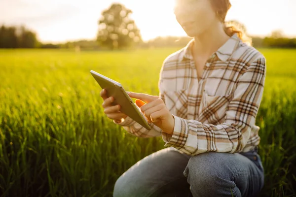 Wanita Petani Muda Ladang Gandum Hijau Dengan Tablet Digital Tangannya — Stok Foto