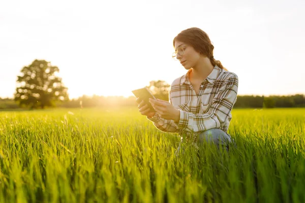 Молодая Фермерка Цифровой Табличкой Оценивает Побеги Ростки Зеленой Пшеницы Поле — стоковое фото