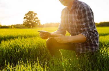 Yeşil buğday tarlasında elinde dijital tabletle genç bir çiftlik sahibi. Bir çiftçi yeşil buğday tarlasında hasatı kontrol eder. Tarım kavramı.