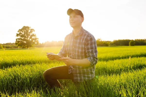 Young farm owner on a green wheat field in his hands with a digital tablet. A farmer checks the harvest in a green wheat field. Agriculture concept.