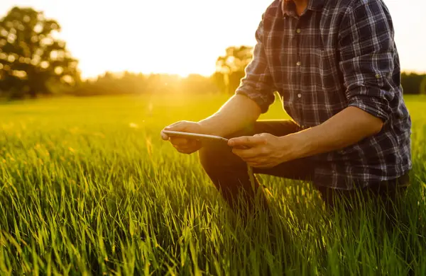 Pemilik Pertanian Muda Ladang Gandum Hijau Dengan Tablet Digital Seorang — Stok Foto