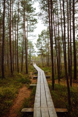 Ormanın çalılıklarında, sulak alanlarda, yakın planda modern ahşap yürüyüş yolu. Idyllic kırsal kesim. Çevresel koruma. Doğa kavramı.