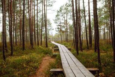 Ormanın çalılıklarında, sulak alanlarda, yakın planda modern ahşap yürüyüş yolu. Idyllic kırsal kesim. Çevresel koruma. Doğa kavramı.