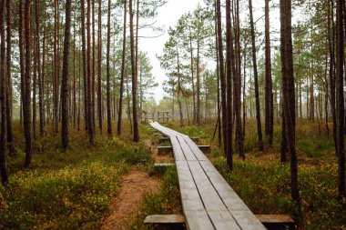 Ormanın çalılıklarında, sulak alanlarda, yakın planda modern ahşap yürüyüş yolu. Idyllic kırsal kesim. Çevresel koruma. Doğa kavramı.
