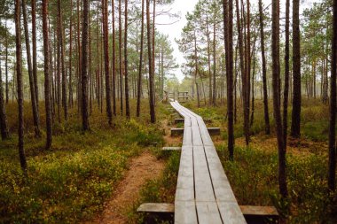Ormanın çalılıklarında, sulak alanlarda, yakın planda modern ahşap yürüyüş yolu. Idyllic kırsal kesim. Çevresel koruma. Doğa kavramı.