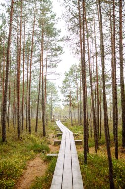 Ormanın çalılıklarında, sulak alanlarda, yakın planda modern ahşap yürüyüş yolu. Idyllic kırsal kesim. Çevresel koruma. Doğa kavramı.