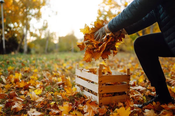 手袋をした男の手は秋の葉を集めて折る 芝生の葉のコレクション ボランティア クリーニング エコロジーの概念 クリーニングコンセプト — ストック写真