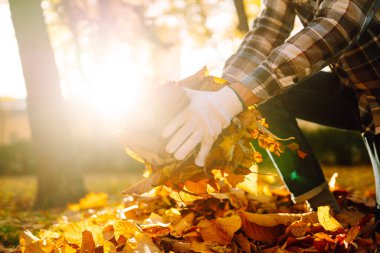 Sonbahar parkında çimenlikte dökülen yaprakları tırmıklayan eldivenli insan elleri. Sonbahar parkını sarı yapraklardan temizliyorum. ekolojinin başlangıcı, gönüllülük.