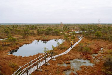 Bataklık boyunca ahşap patika boyunca yürüyün, doğal parktaki sulak alanlar. Doğa kavramı. Bataklıkların manzarası.