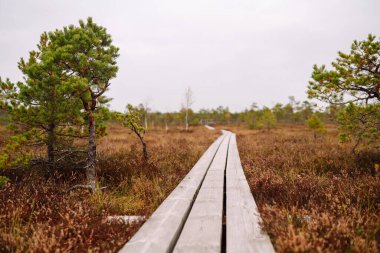 Bataklık boyunca ahşap patika boyunca yürüyün, doğal parktaki sulak alanlar. Doğa kavramı. Bataklıkların manzarası.