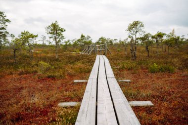 Bataklık boyunca ahşap patika boyunca yürüyün, doğal parktaki sulak alanlar. Doğa kavramı. Bataklıkların manzarası.