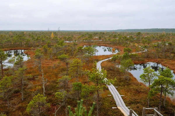 Bataklık boyunca ahşap patika boyunca yürüyün, doğal parktaki sulak alanlar. Doğa kavramı. Bataklıkların manzarası.