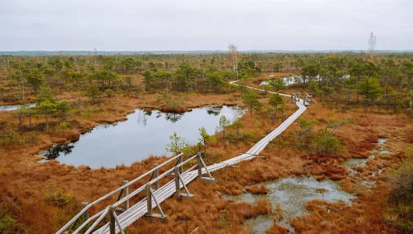 Bataklık boyunca ahşap patika boyunca yürüyün, doğal parktaki sulak alanlar. Doğa kavramı. Bataklıkların manzarası.