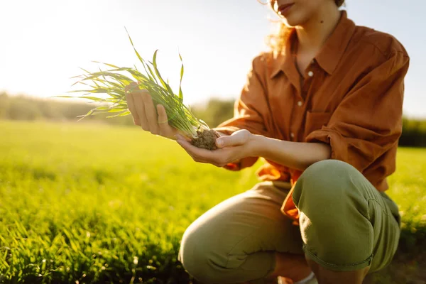 stock image Woman farmer in her hands with a sprout of young wheat. A woman with a clipboard in her hands and a shoot, checks the quality of a wheat field on a sunny day. The concept of gardening, agriculture.