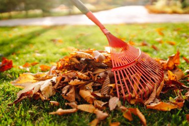 Sonbaharda düşen yaprakları toplayan bir tırmığın yakın çekimi. Elinde yelpaze olan adam parktaki sarı yaprakları temizliyor. Gönüllü olma, temizlik, ekoloji kavramı.
