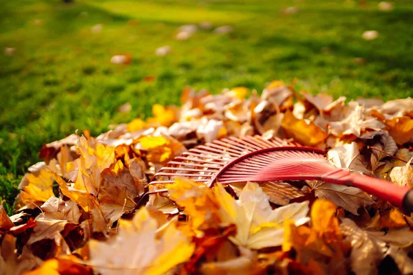 Sonbaharda Düşen Yaprakları Toplayan Bir Tırmığın Yakın Çekimi Elinde Yelpaze — Stok fotoğraf
