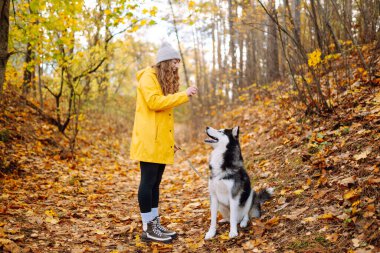 Sarı ceketli gülümseyen kadın, güneşli bir havada güz ormanında sevimli köpeği Husky ile yürüyor. Evcil hayvan sahibi köpeğini dışarı çıkarmayı sever..