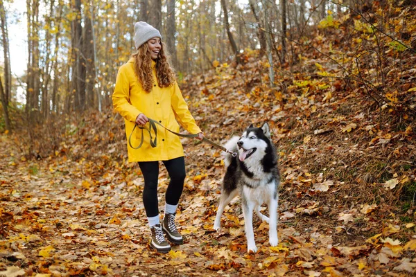 黄色いコートの笑顔の女性は 晴れた天気の秋の森で彼女のかわいいペットハスキーと歩いています ペットの所有者は屋外で彼女の犬を歩くことを楽しんでいます — ストック写真