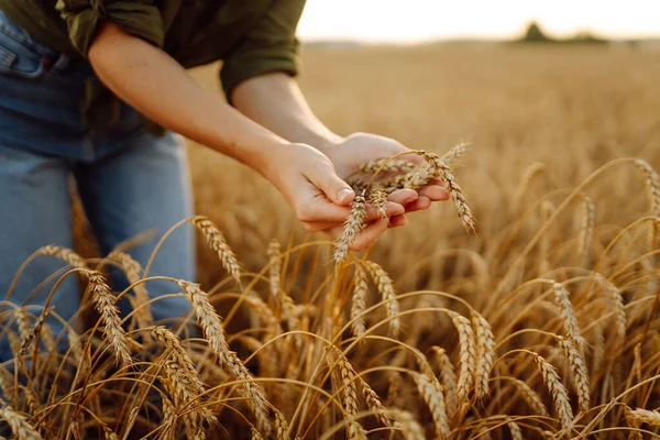 Буки Пшениці Руках Фермера Жінка Фермер Пшеничному Полі Перевіряє Урожай — стокове фото
