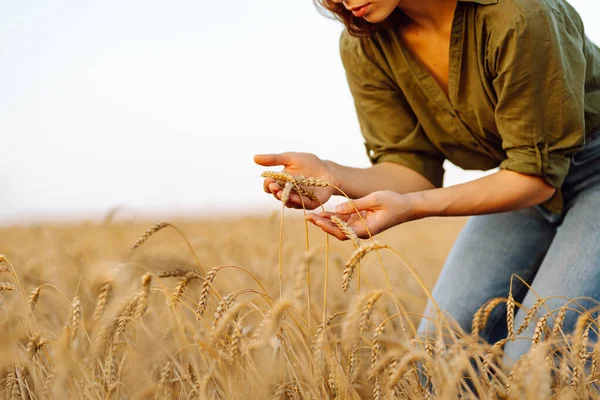 Bunches of wheat in the hands of a farmer woman. A woman farmer in a wheat field checks the harvest, quality. Agriculture concept. Smart farming.